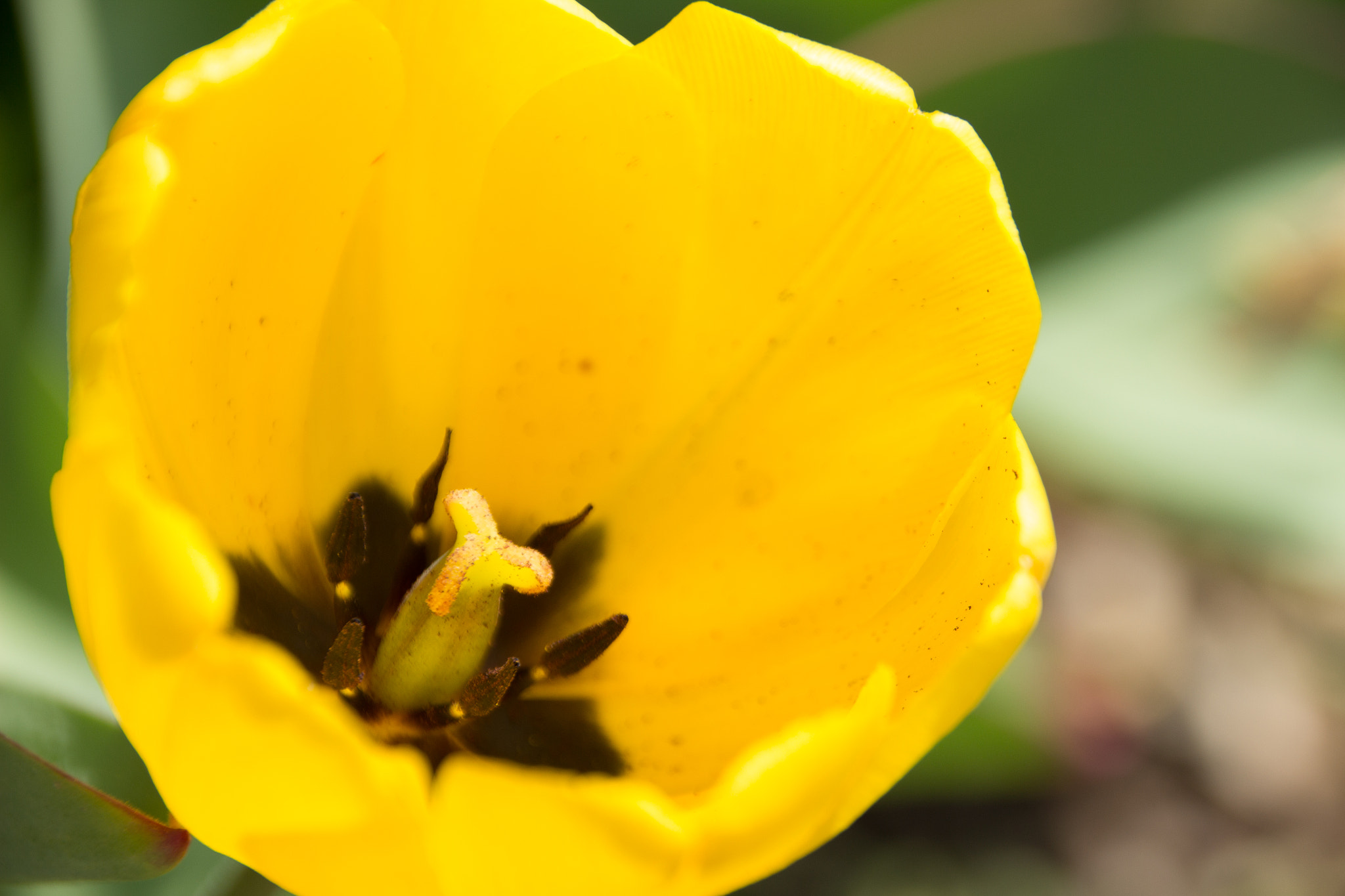 Sigma 18-250mm F3.5-6.3 DC OS HSM sample photo. Gelbe tulpe photography