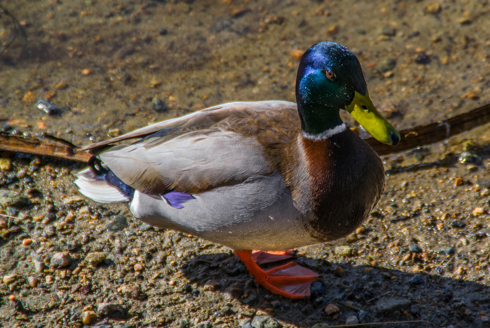 Nikon D3100 sample photo. Mallard in the sun photography