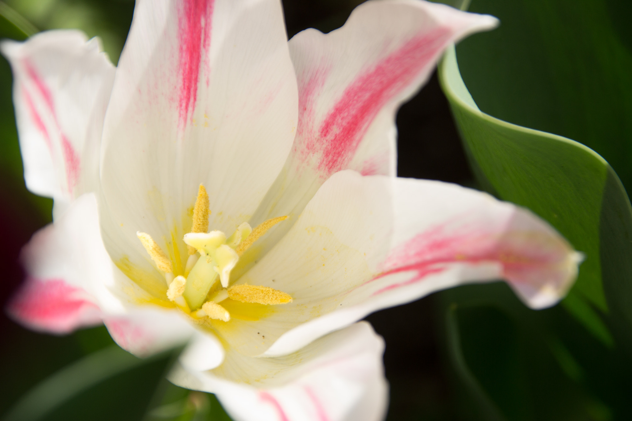 Sigma 18-250mm F3.5-6.3 DC OS HSM sample photo. Flower photography