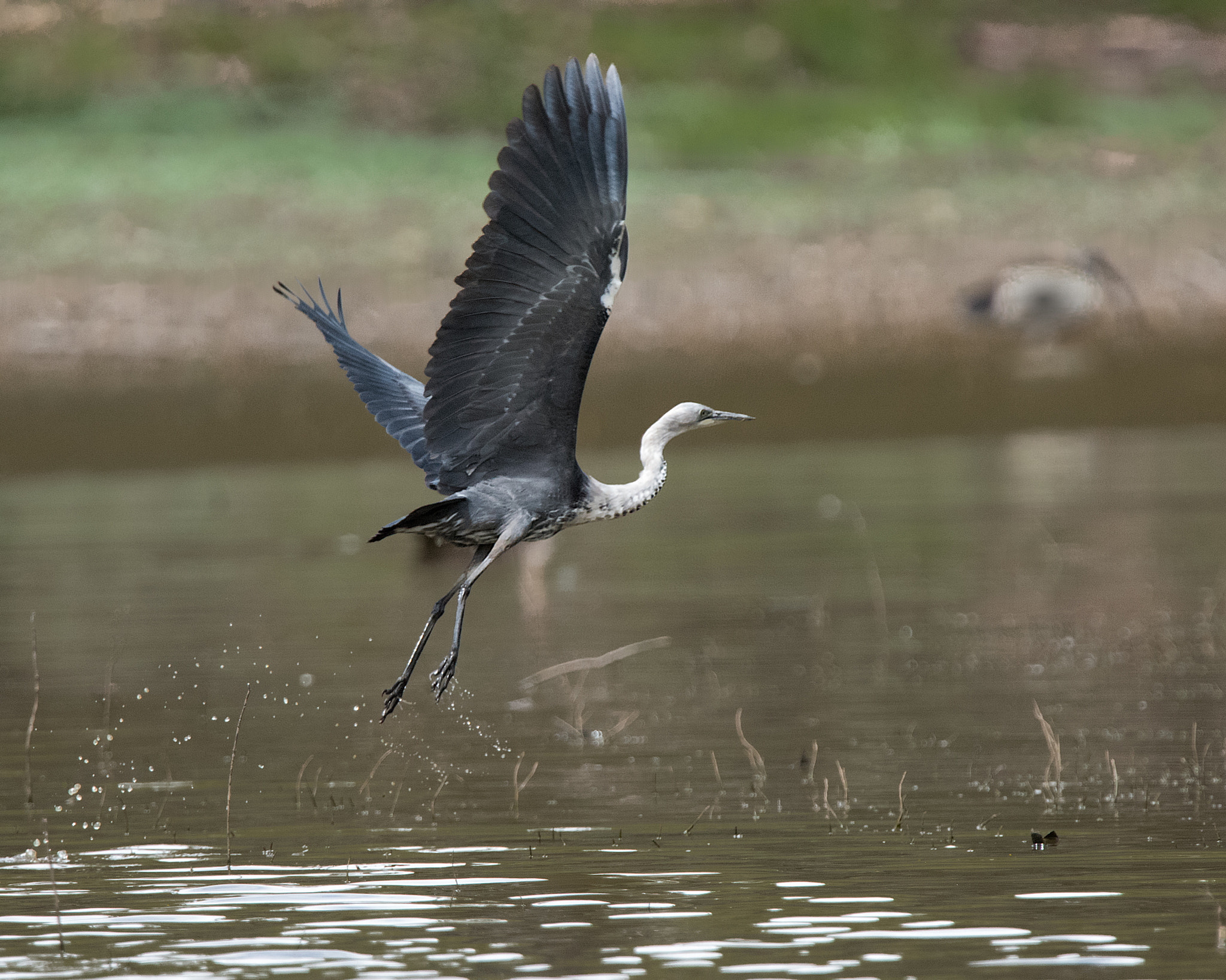 Nikon D810 + Nikon AF-S Nikkor 500mm F4G ED VR sample photo. White-necked heron takes off photography