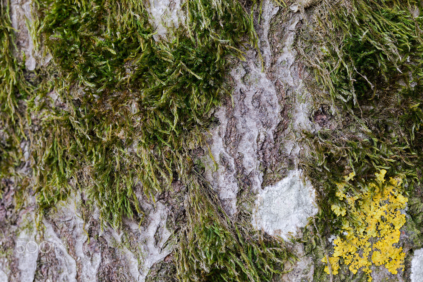 Canon EF 100mm F2.8L Macro IS USM sample photo. Moss on a tree trunk ii photography