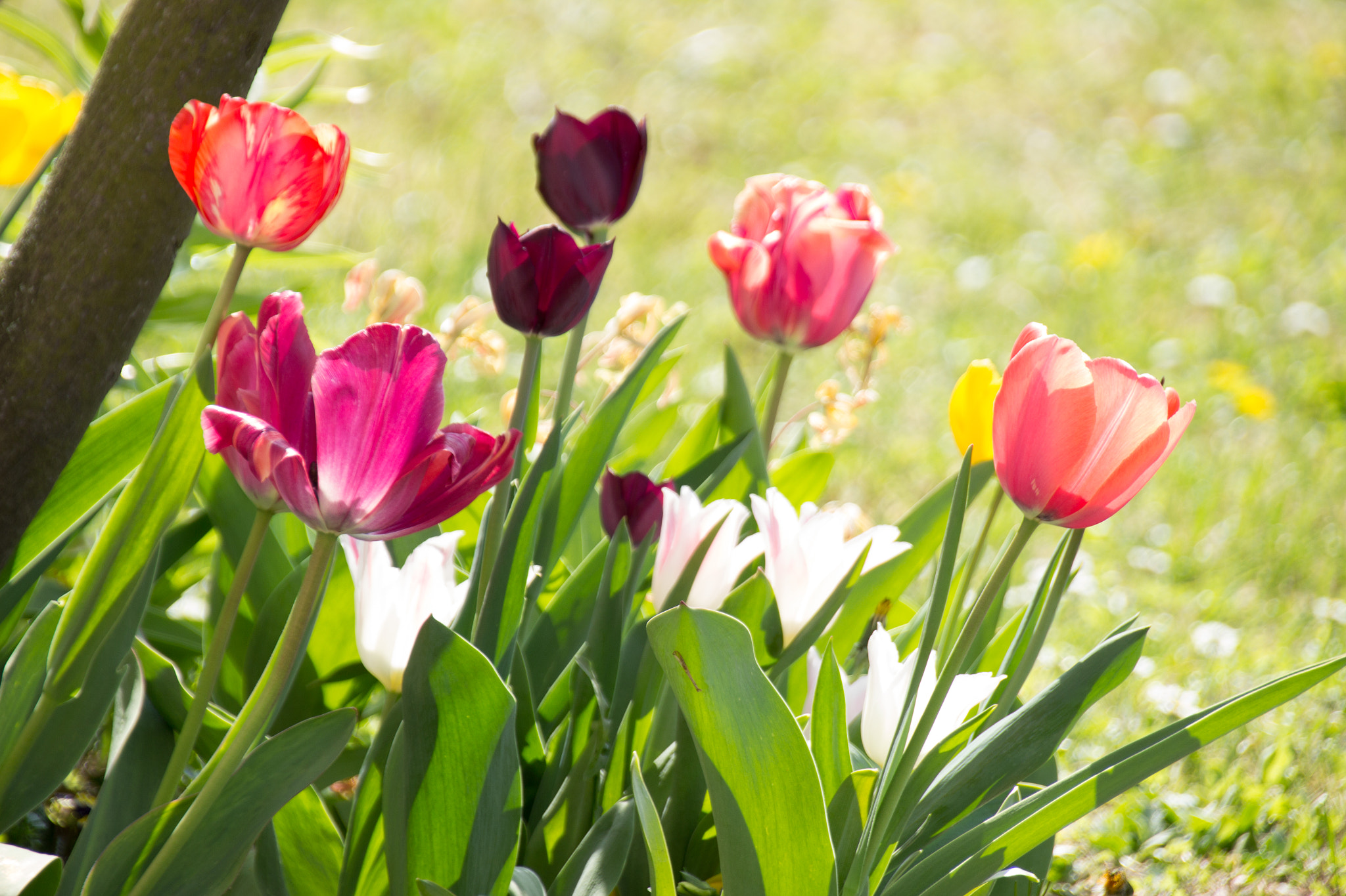 Sigma 18-250mm F3.5-6.3 DC OS HSM sample photo. Flowers photography