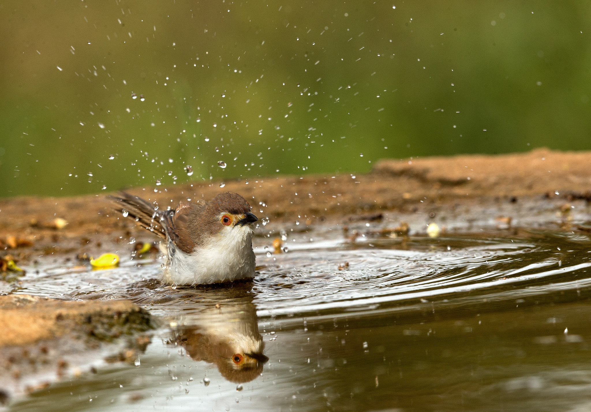 Canon EF 500mm F4L IS II USM sample photo. Yellow eyed babbler photography