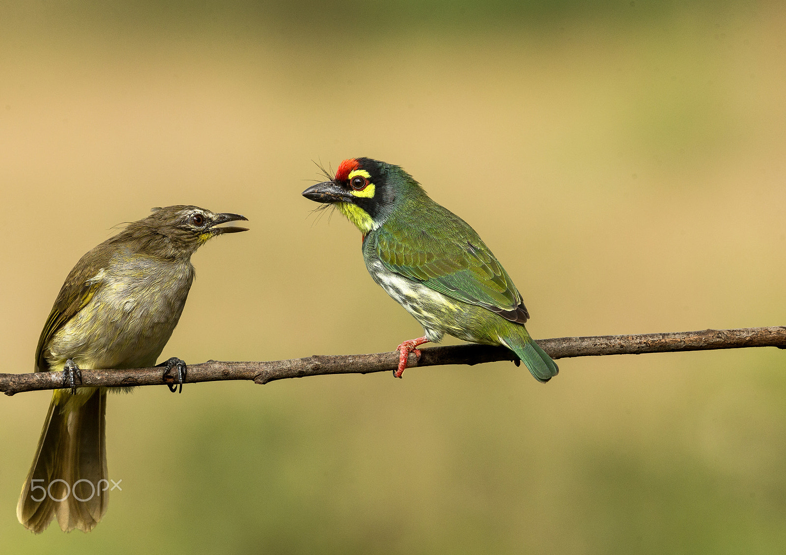 Canon EF 500mm F4L IS II USM sample photo. Birds of the same feather !! photography