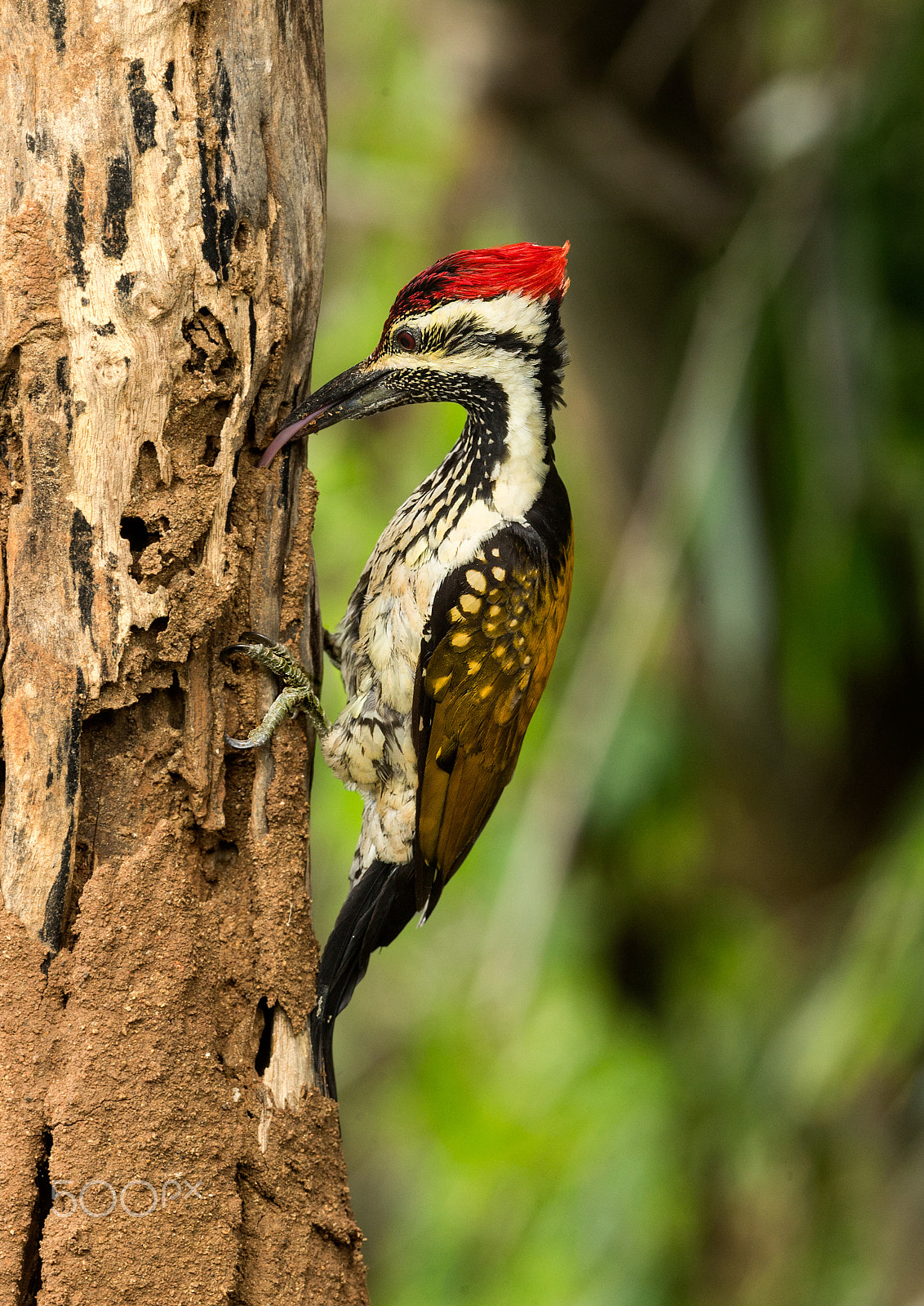 Canon EF 500mm F4L IS II USM sample photo. Flameback woodpecker photography