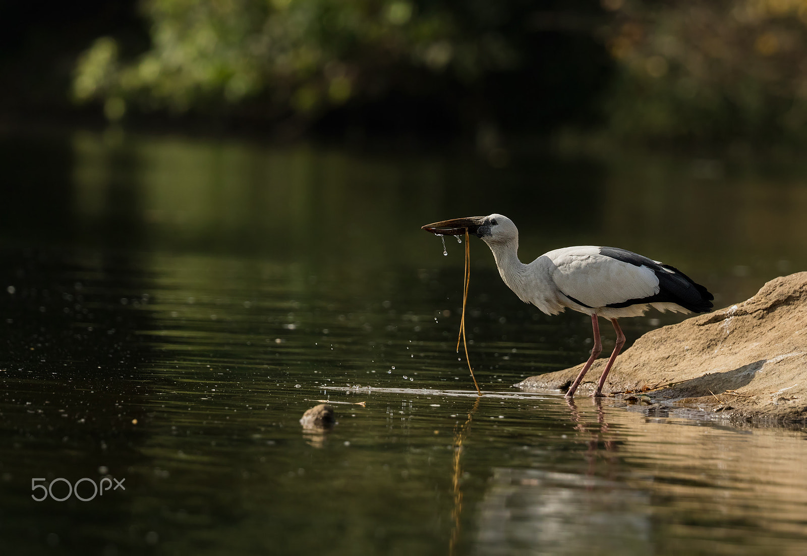 Canon EF 200-400mm F4L IS USM Extender 1.4x sample photo. Open billed stork photography