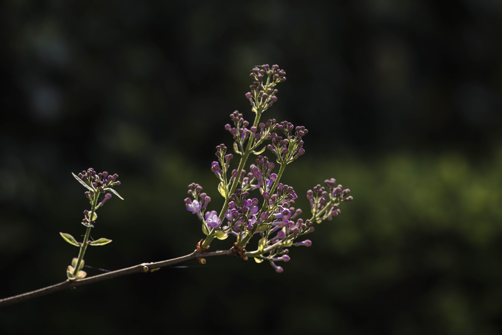 Pentax K-1 + Pentax smc DA* 300mm F4.0 ED (IF) SDM sample photo. Spring photography