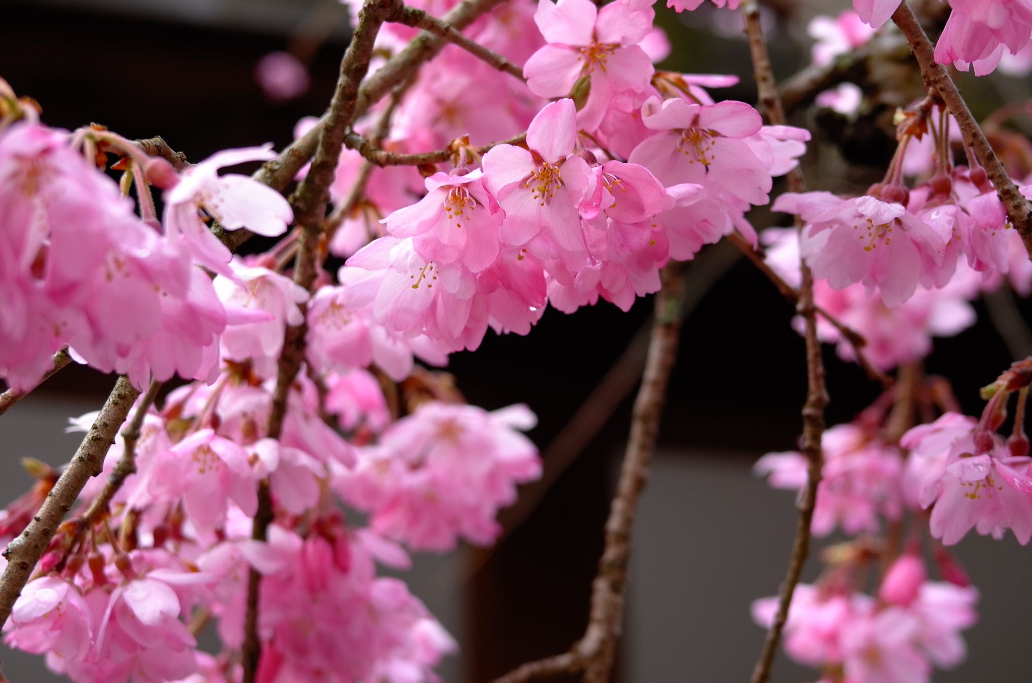 Leica X Vario sample photo