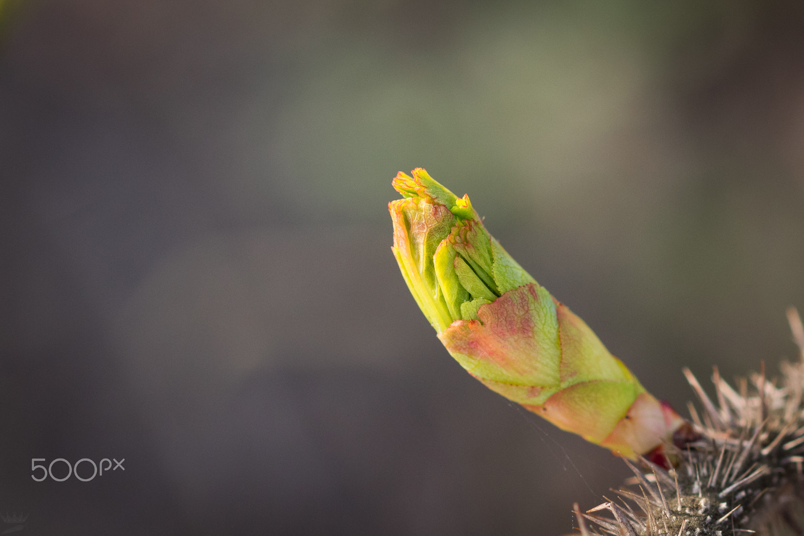 Sigma 105mm F2.8 EX DG OS HSM sample photo. Breakthrough photography