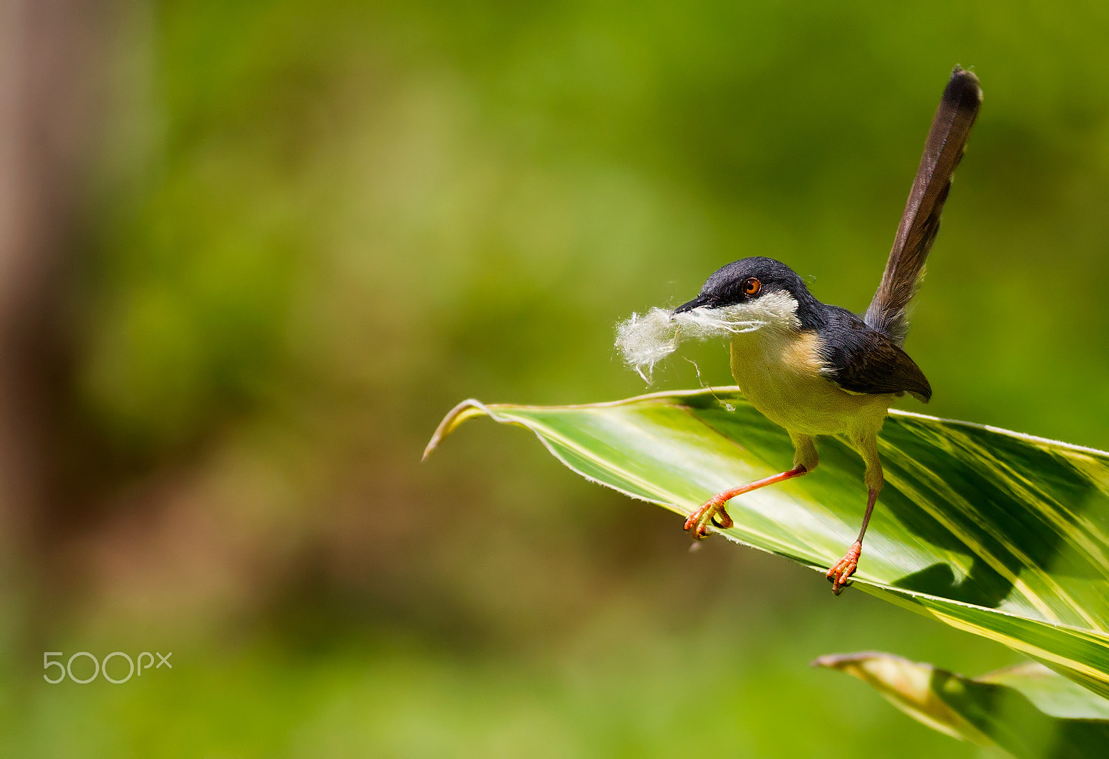 Canon EOS-1D Mark IV sample photo. Ashy prinia photography
