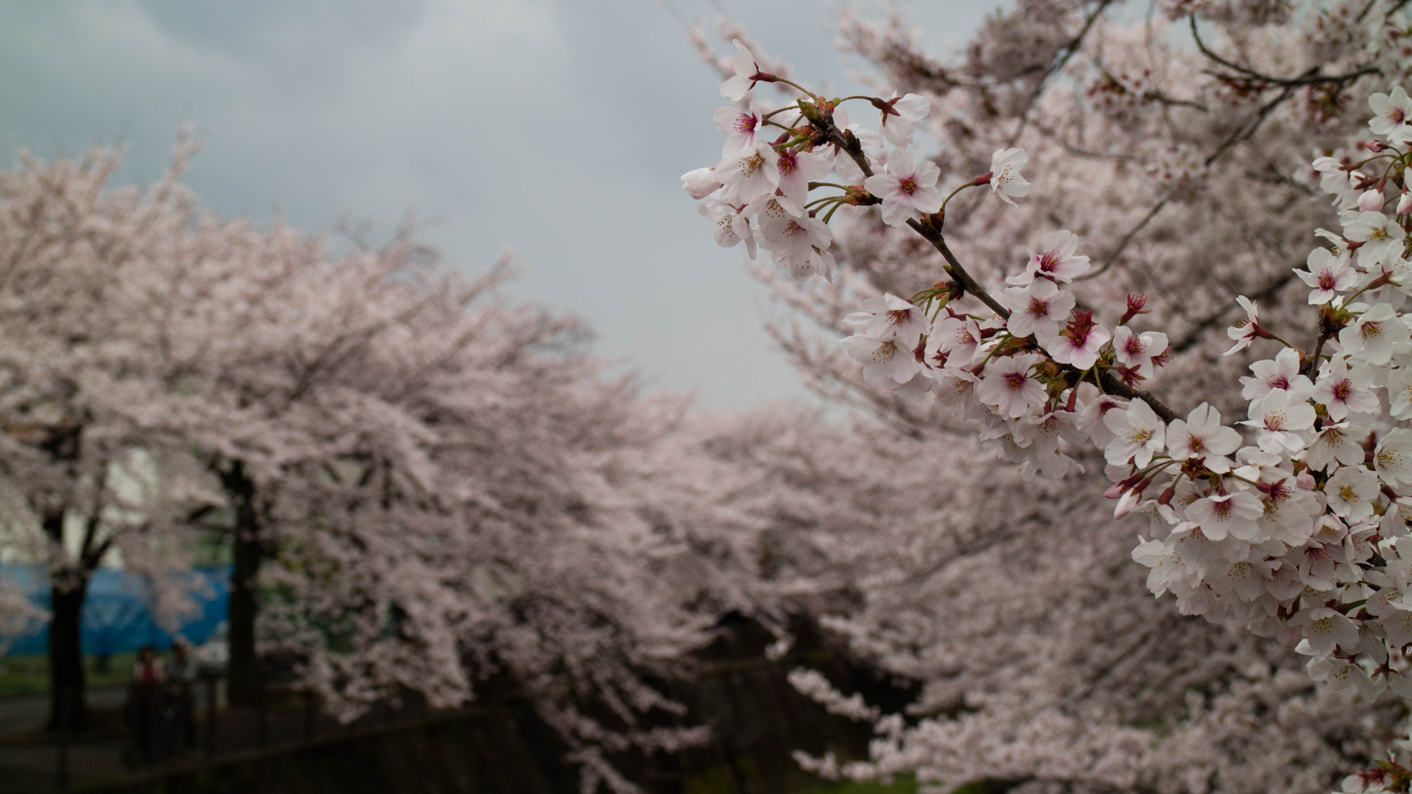 Canon EOS M3 sample photo. Gloomy hanami photography