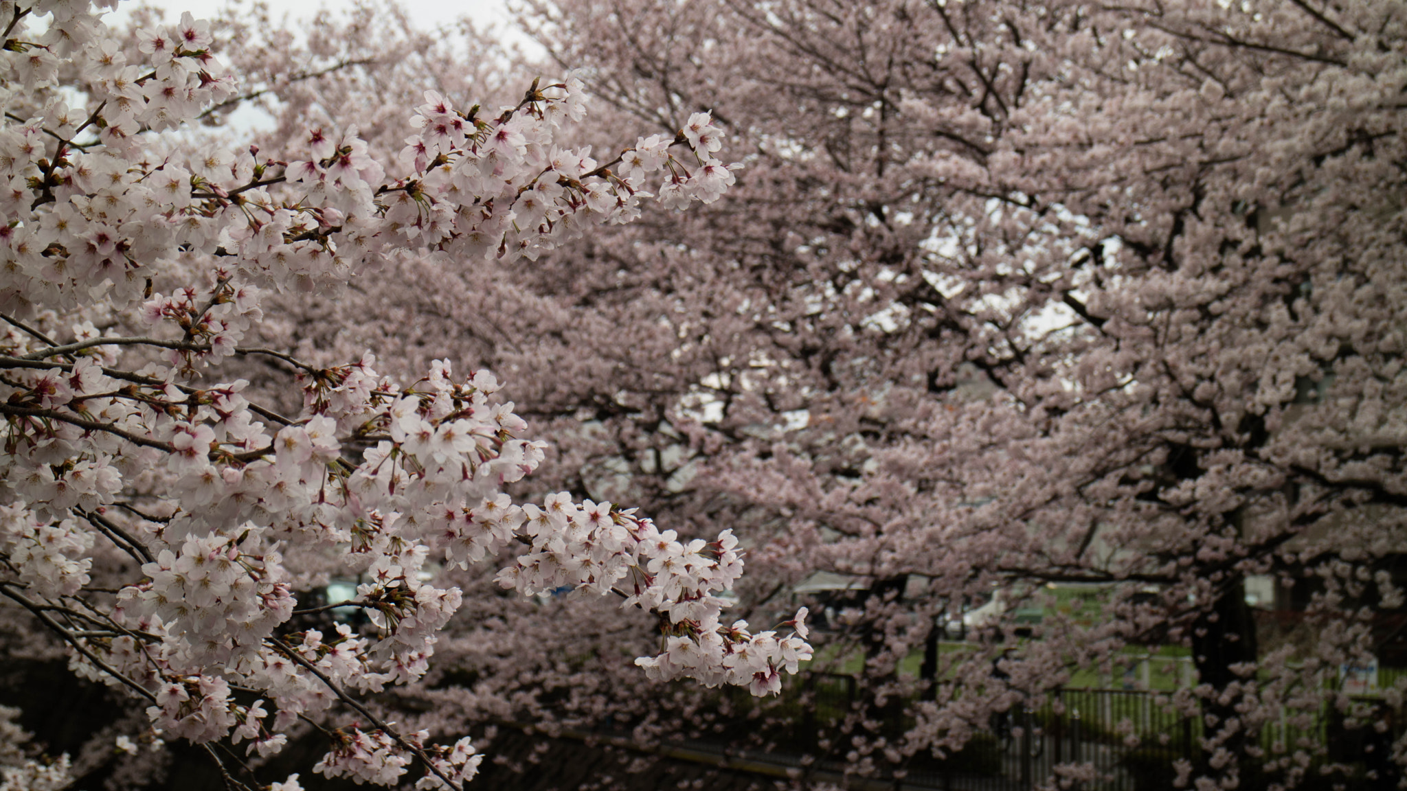 Canon EOS M3 sample photo. Hanami photography