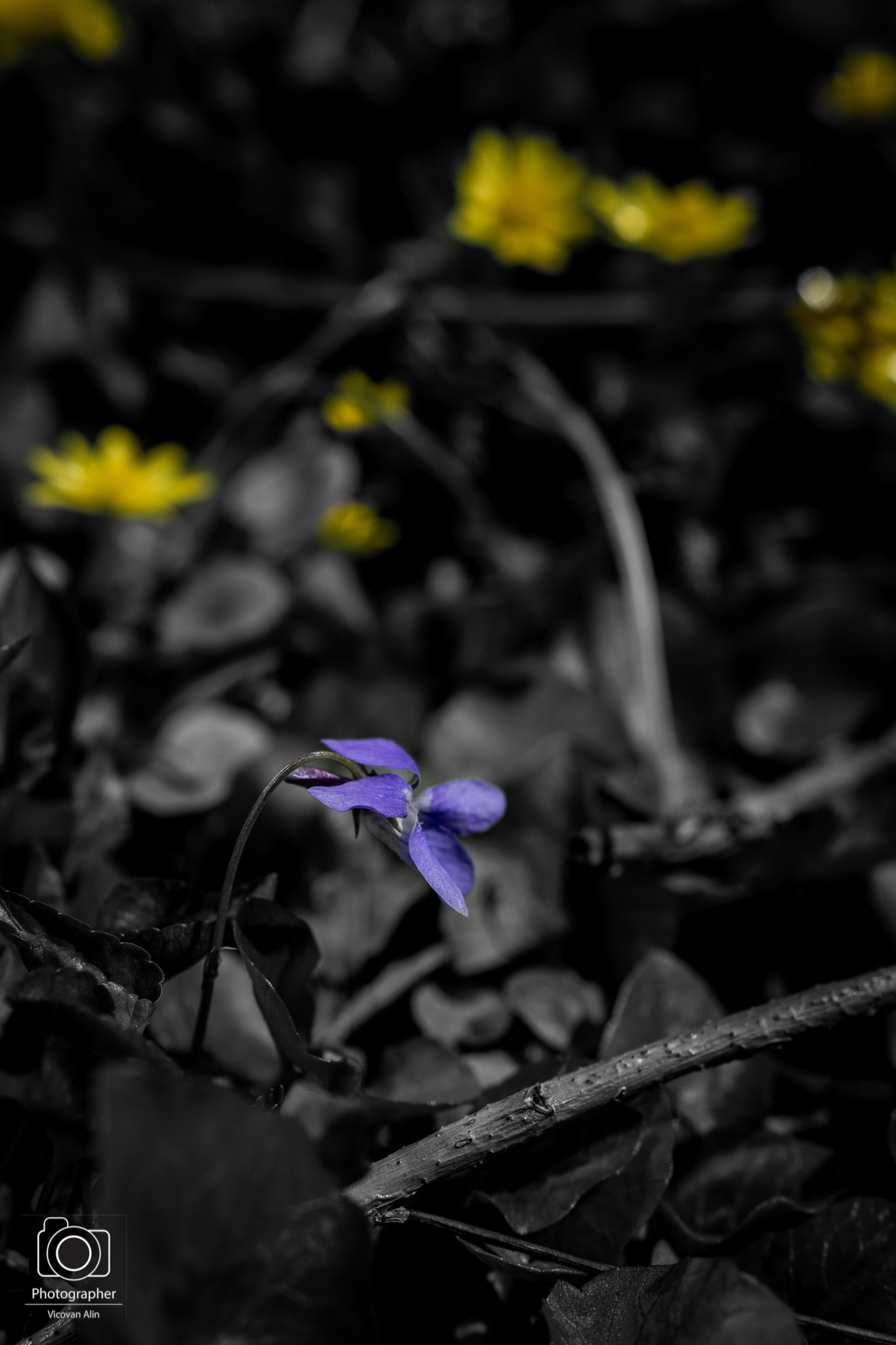 Nikon D3300 + Sigma 18-35mm F1.8 DC HSM Art sample photo. Springtime photography