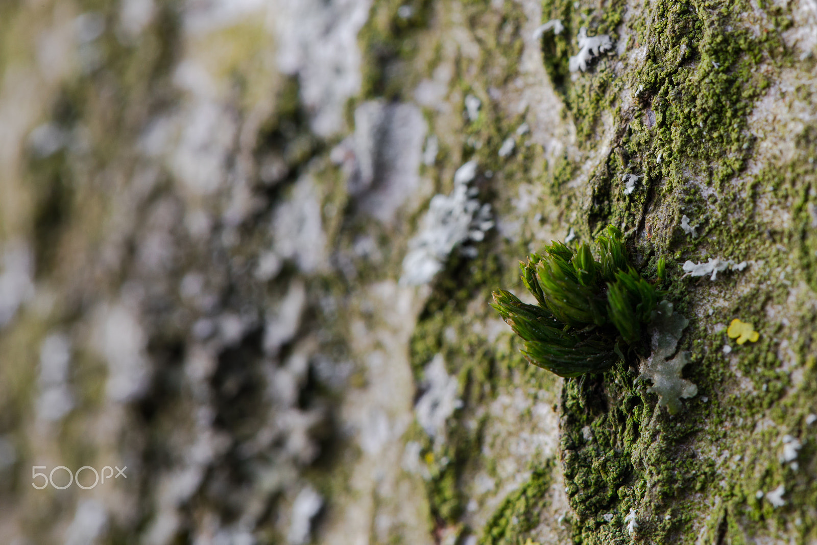 Canon EF 100mm F2.8L Macro IS USM sample photo. Moss on a tree trunk i photography