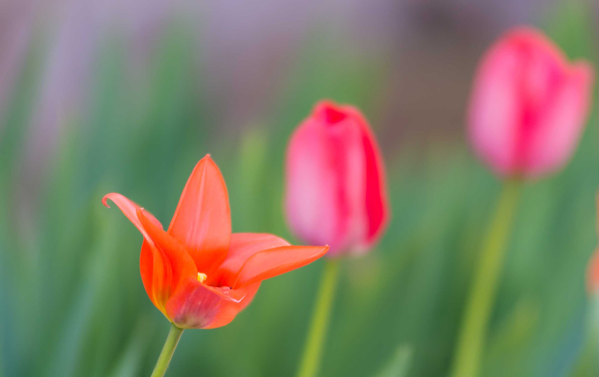 Nikon D7200 sample photo. Tulips in my garden photography