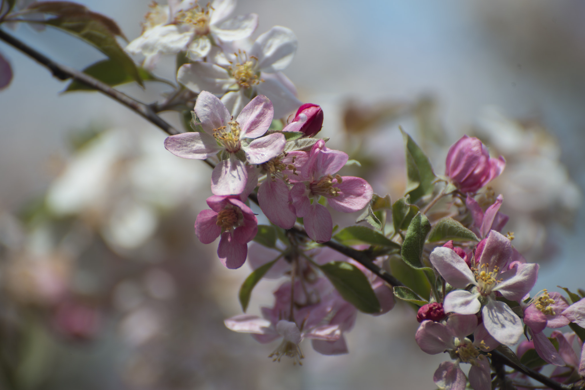 Nikon D800 sample photo. Malus sylvestris photography