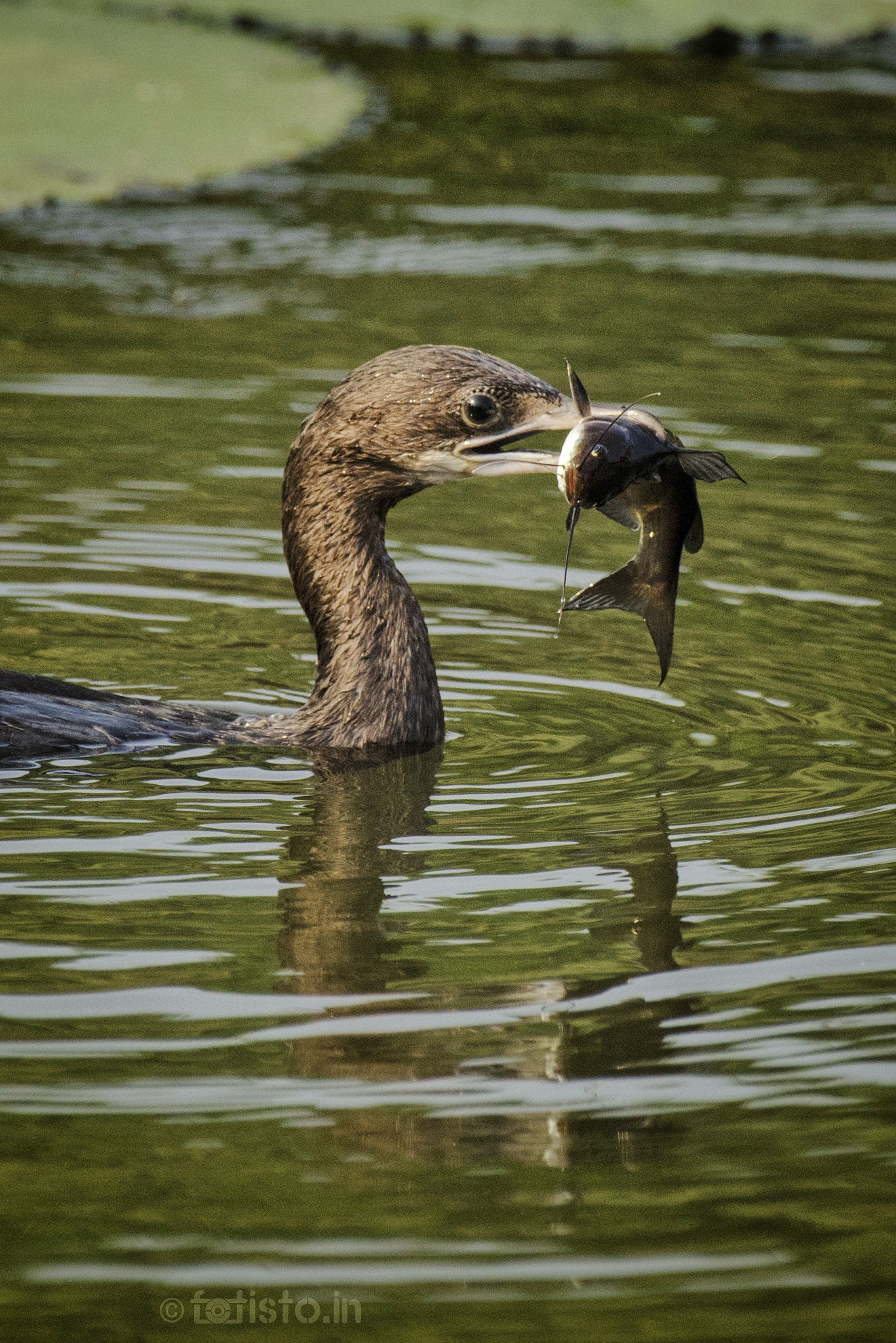 Nikon AF-S Nikkor 200-500mm F5.6E ED VR sample photo. 2 eyes 2 emotions! photography