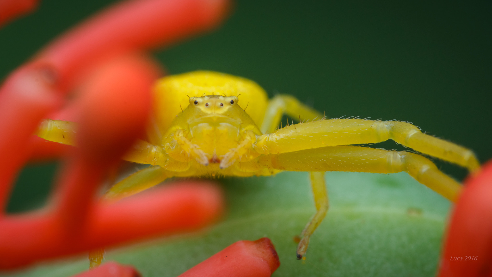 Canon EF 100mm F2.8 Macro USM sample photo. Crab spider photography