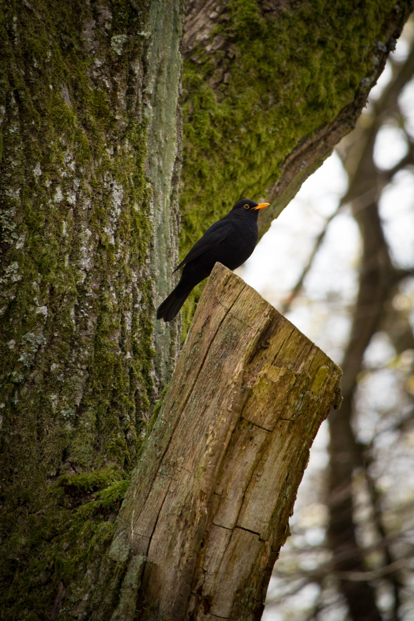 Canon EF-S 55-250mm F4-5.6 IS STM sample photo. Vogel photography