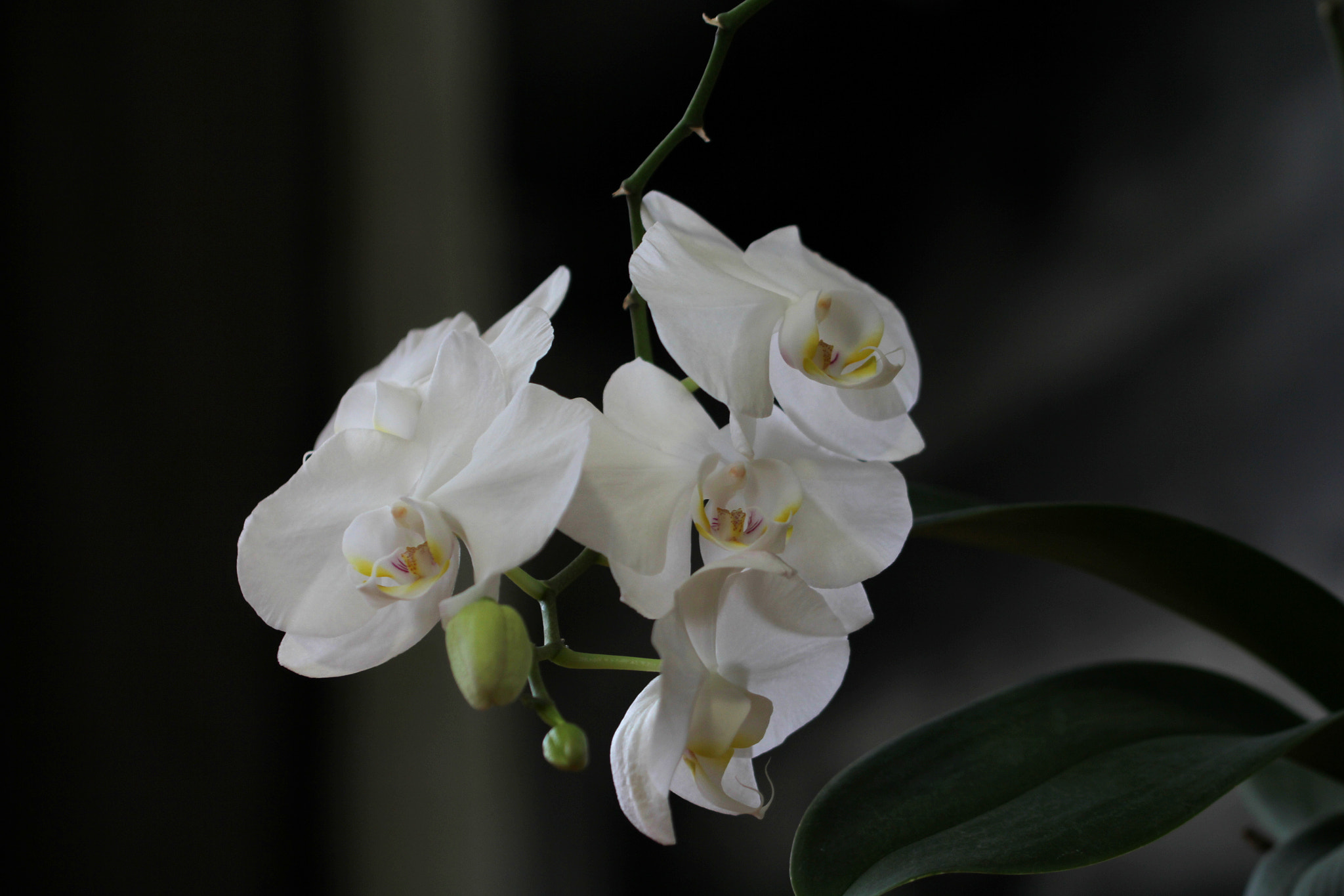 Canon EF 100mm F2.8L Macro IS USM sample photo. ... photography