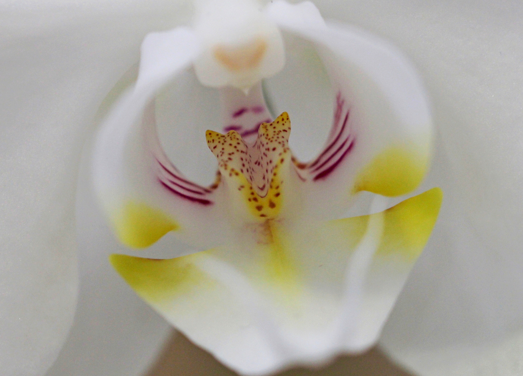 Canon EF 100mm F2.8L Macro IS USM sample photo. ... photography