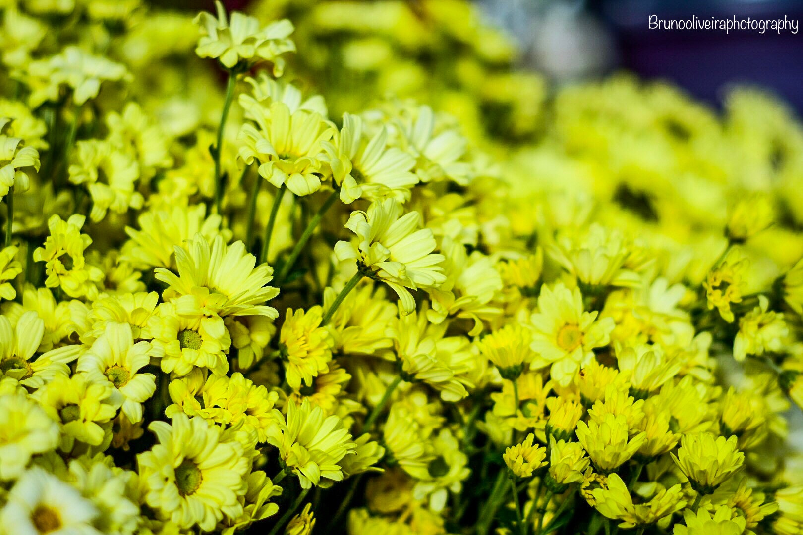 Nikon AF Nikkor 50mm F1.8D sample photo. Instagram: brunooliveiraphotography photography