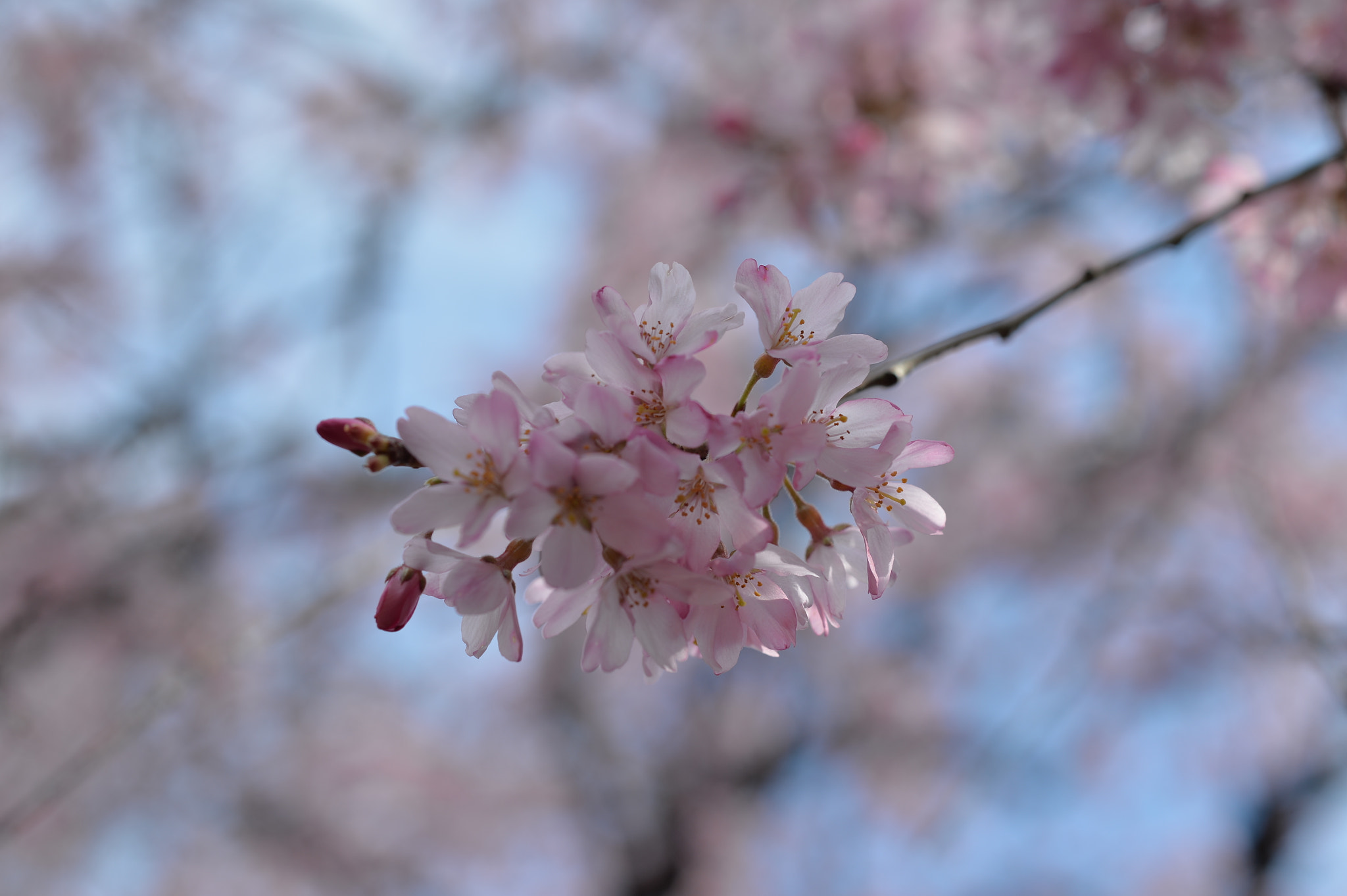 ZEISS Makro-Planar T* 50mm F2 sample photo. Untitled photography