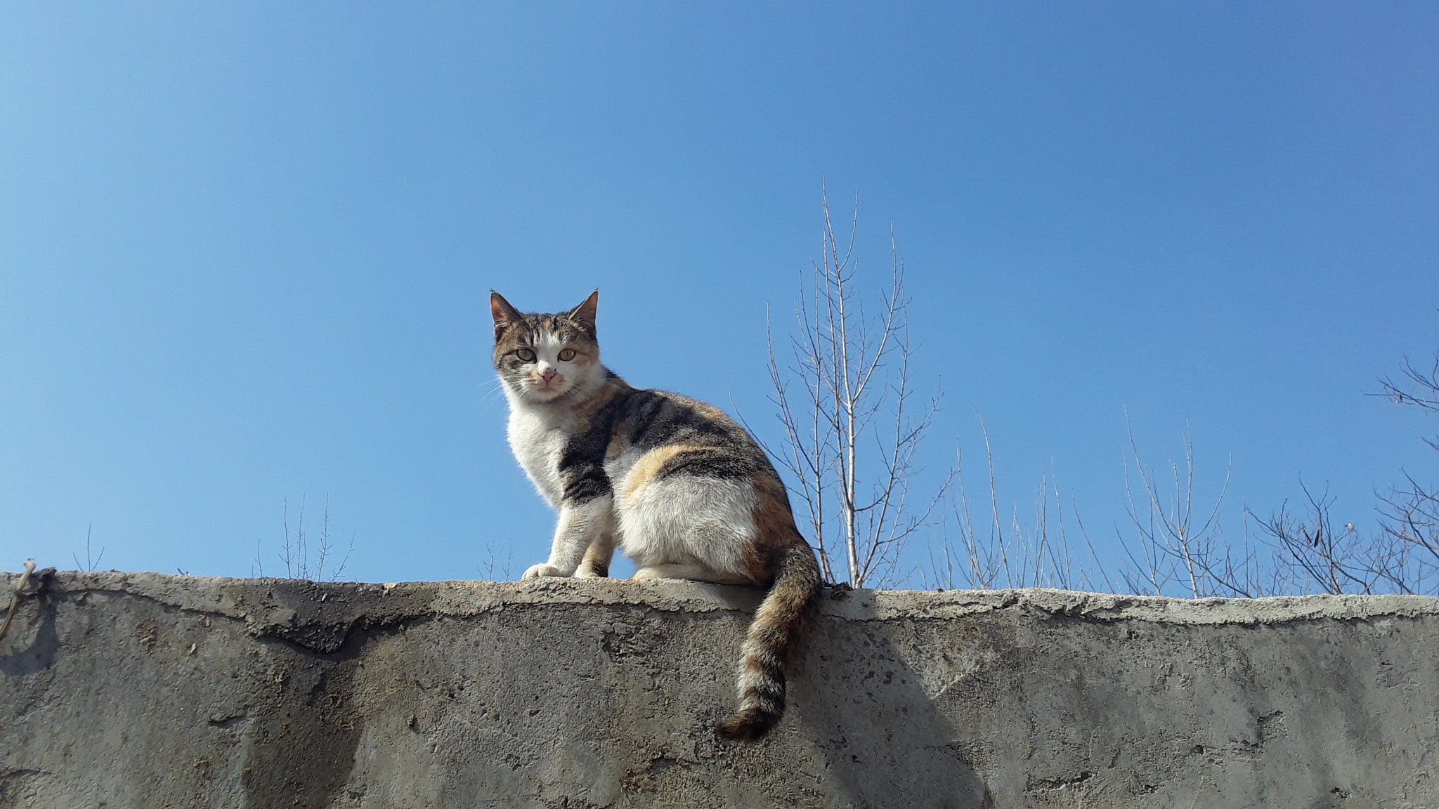 Samsung Galaxy On5 sample photo. 屋檐上的猫咪 photography