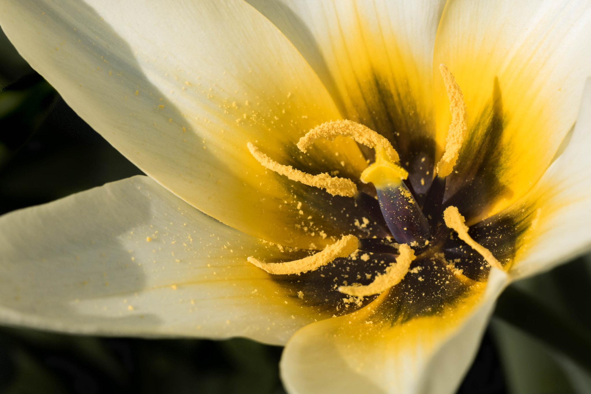 Canon EF 100mm F2.8L Macro IS USM sample photo. Sunny yellow photography