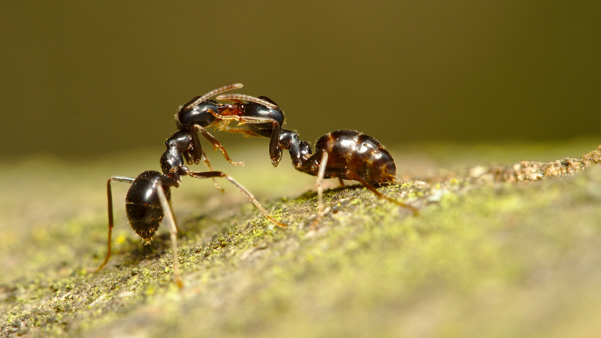 Canon EF 100mm F2.8 Macro USM sample photo. Ants photography
