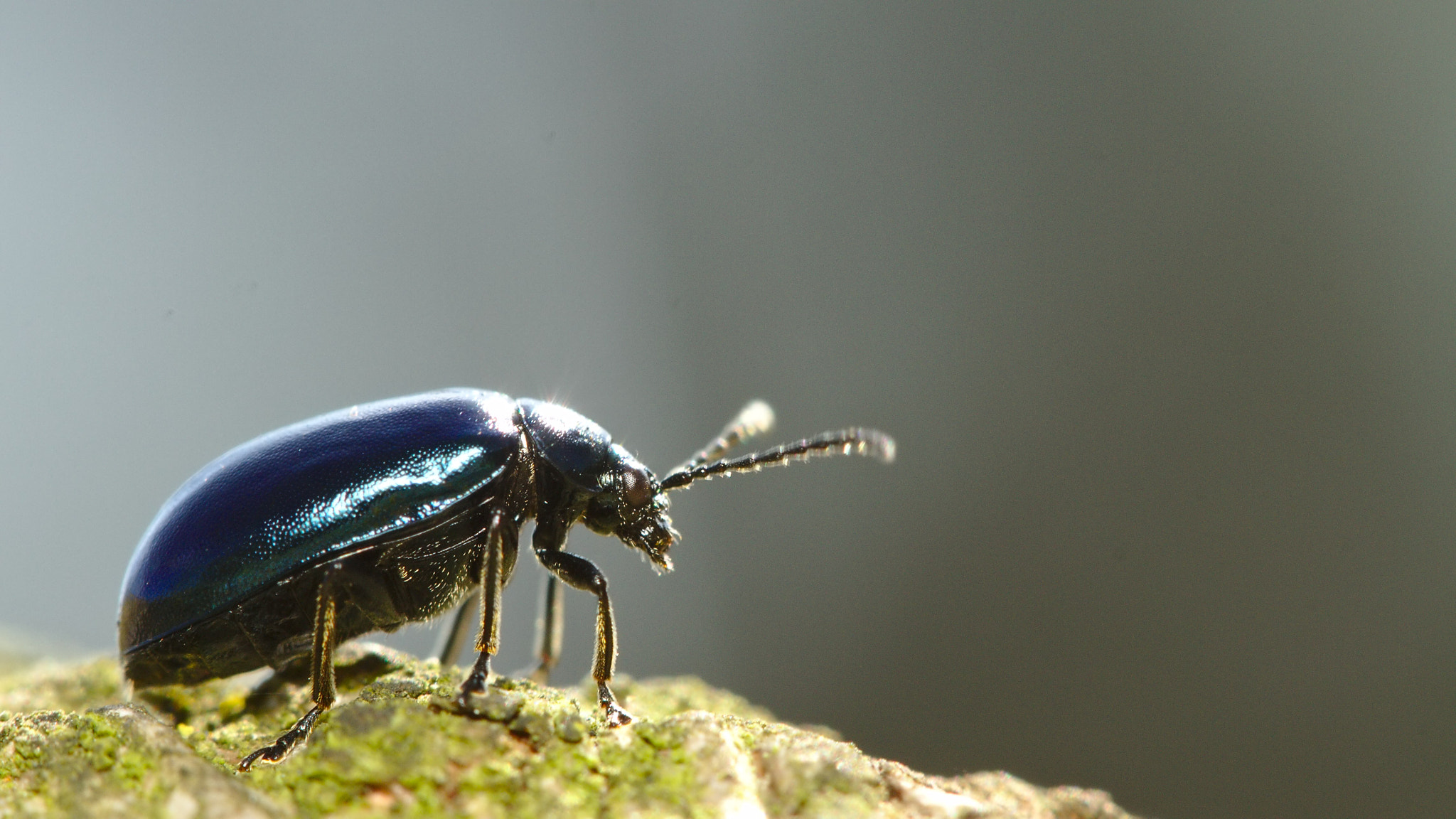 Canon EF 100mm F2.8 Macro USM sample photo. Black beetle photography