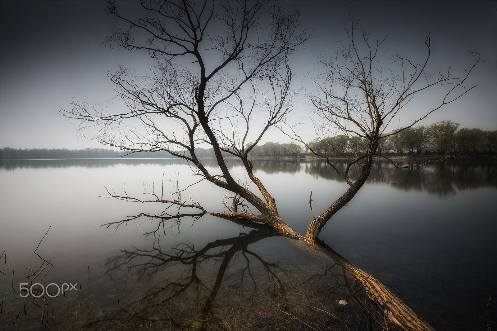 Nikon D810 sample photo. Trees in the lake photography