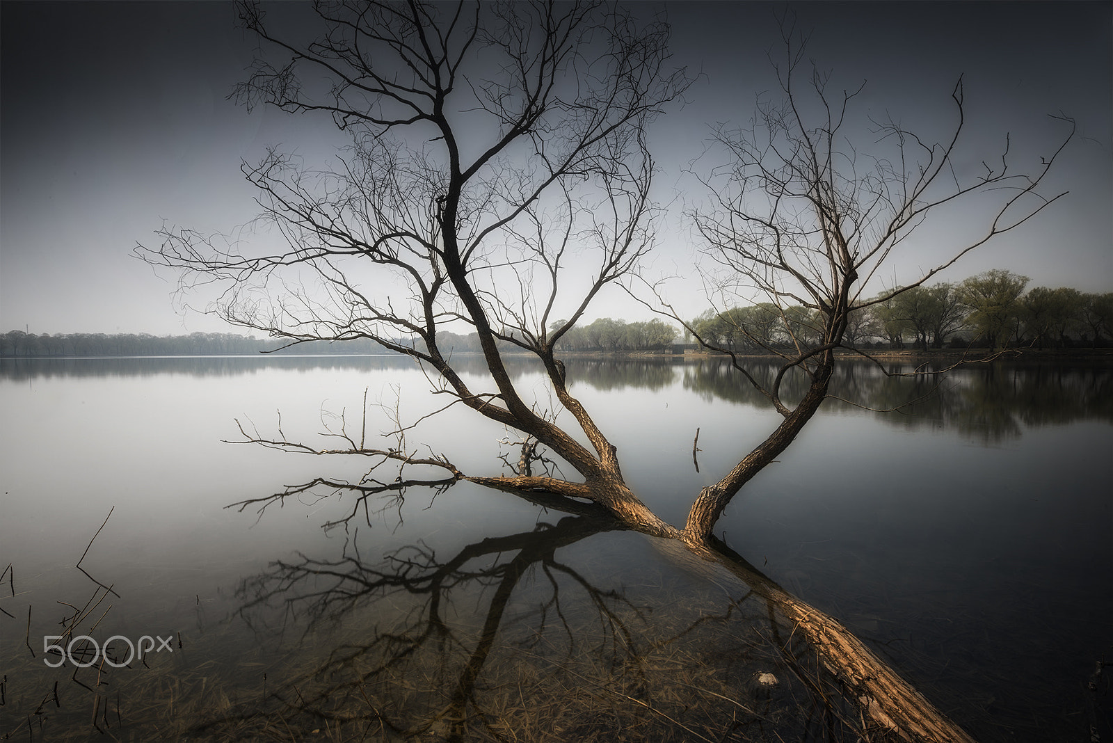 Nikon AF-S Nikkor 14-24mm F2.8G ED sample photo. Trees in the lake photography
