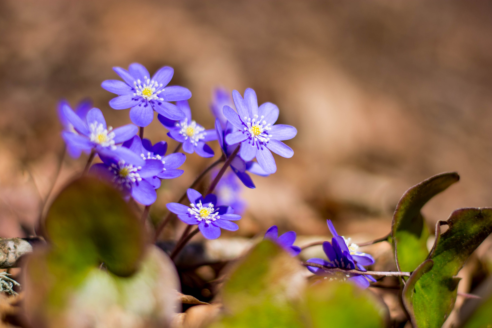 Nikon D5200 + Nikon AF-S Nikkor 50mm F1.8G sample photo. Spring photography