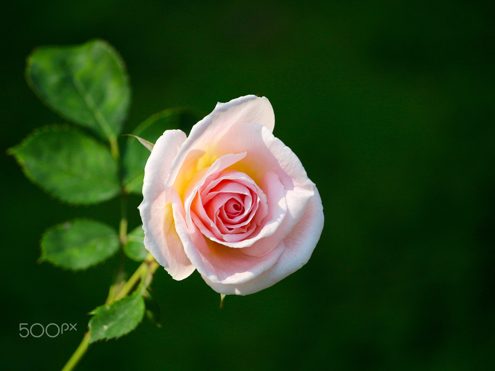 Canon EF-S 55-250mm F4-5.6 IS STM sample photo. Pink rose photography
