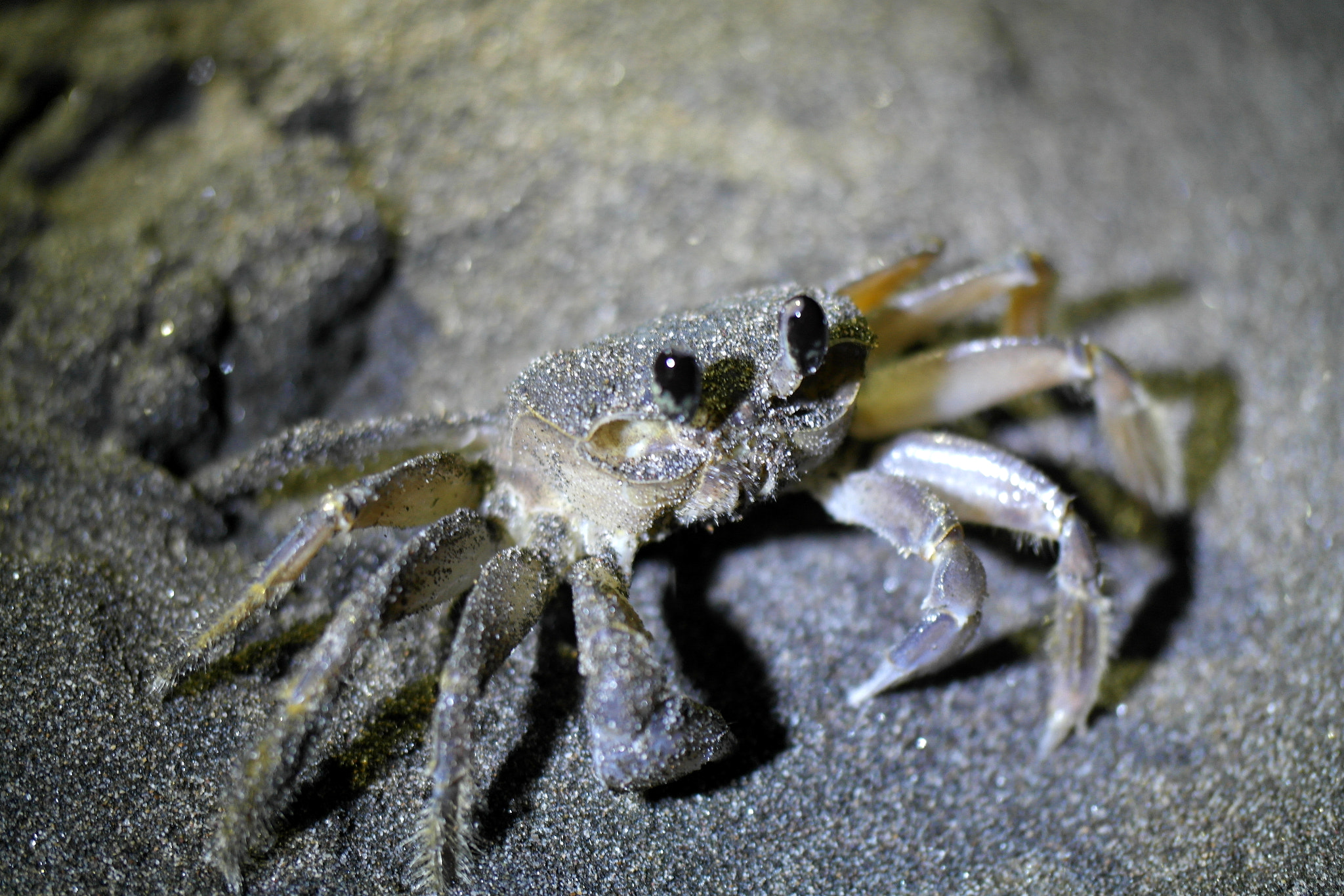 Samsung NX200 sample photo. Crab on a nightly walk at the beach photography