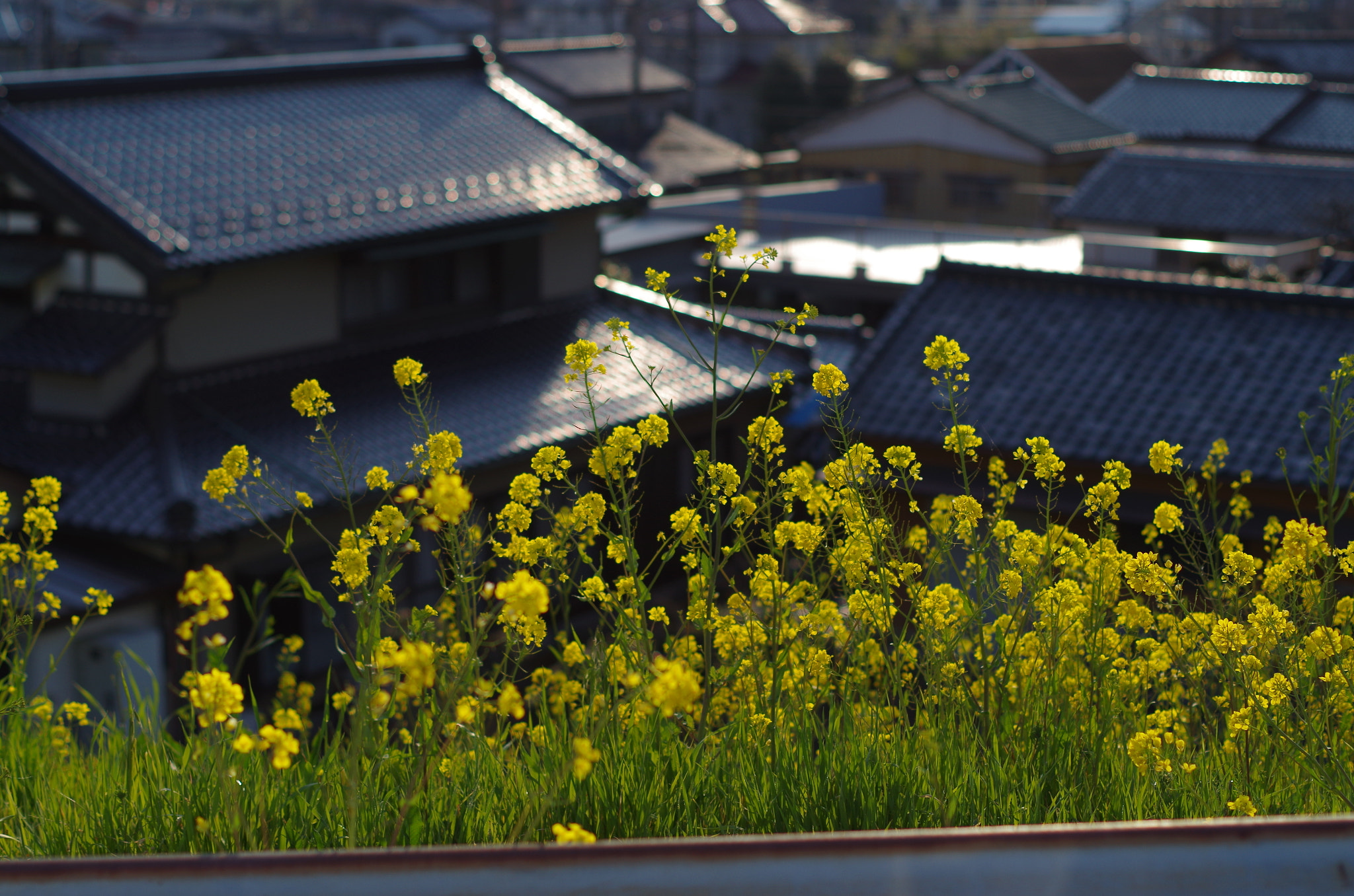 Pentax K-30 + Pentax smc DA 50mm F1.8 sample photo. River side photography