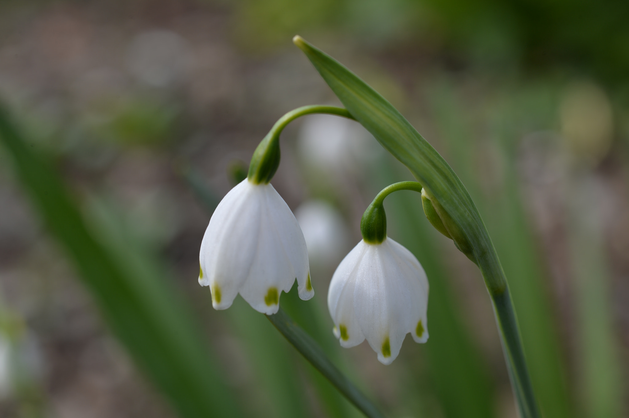 Nikon Df sample photo. Snowflake photography