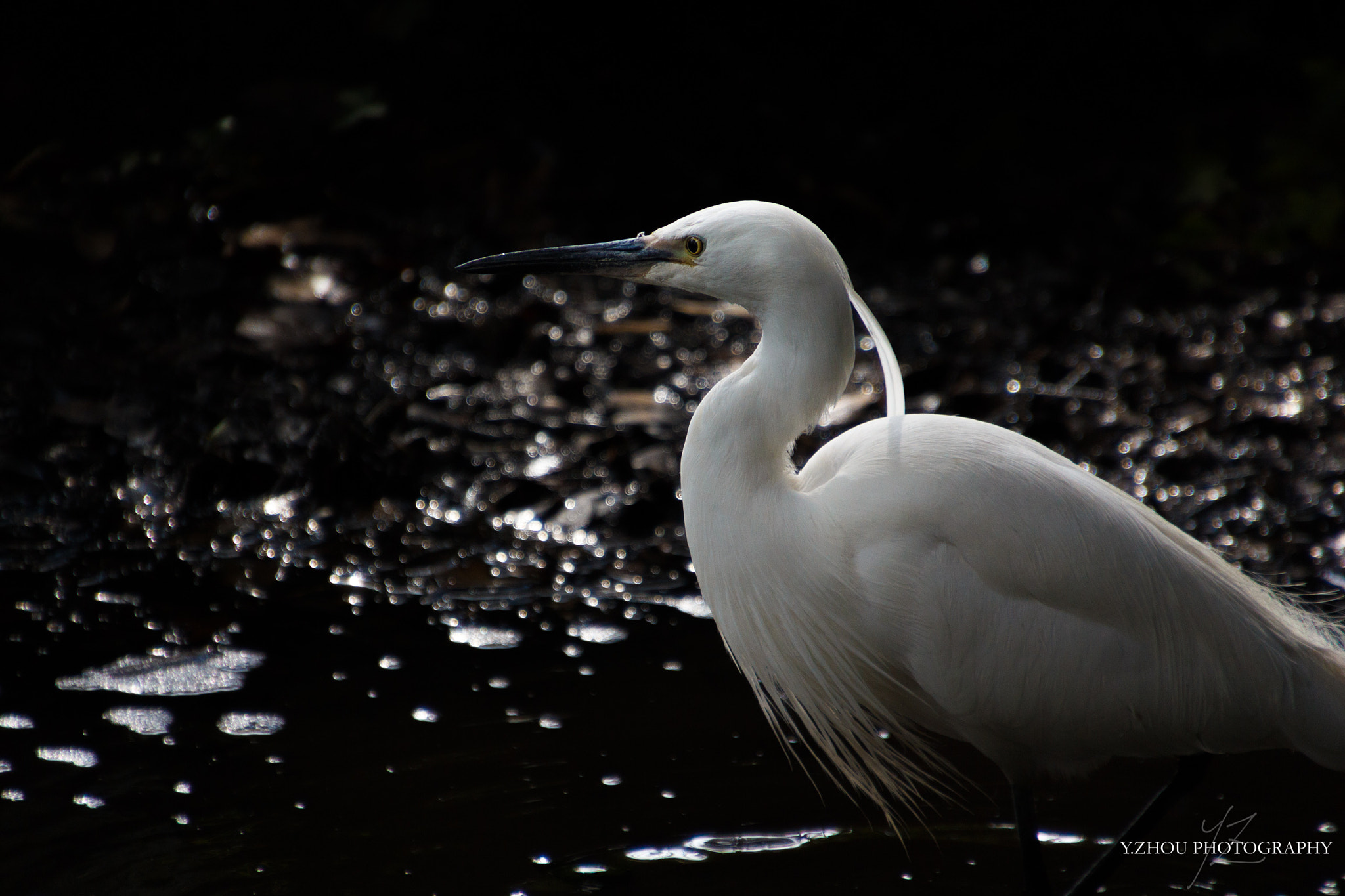 Canon EOS 60D sample photo. Little egret photography