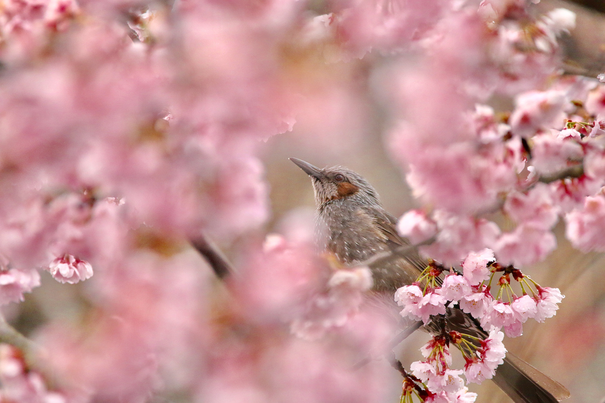 Canon EOS 70D + Sigma 150mm f/2.8 EX DG OS HSM APO Macro sample photo