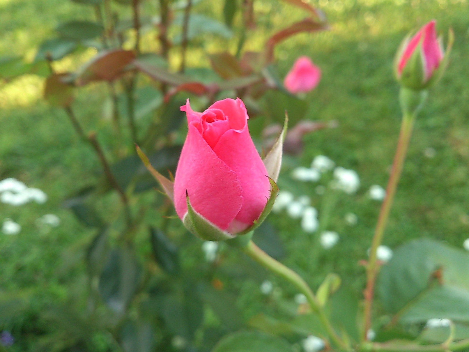 Sony Ericsson Xperia S sample photo. Dsc photography