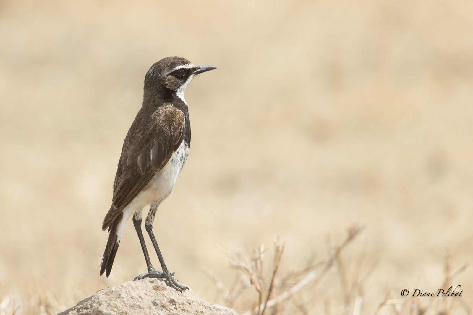 Canon EOS 7D Mark II + Canon EF 300mm F2.8L IS II USM sample photo. Capped wheatear - traquet du cap photography