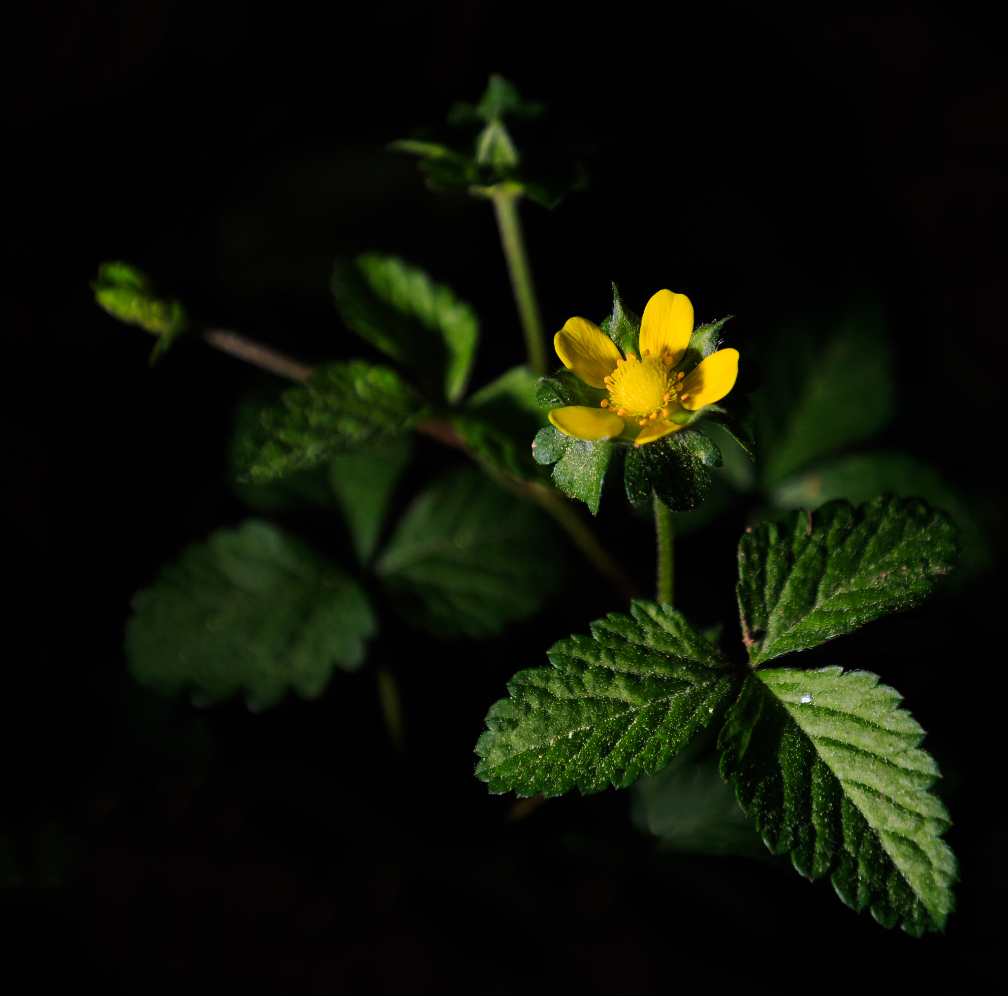 Canon EF 16-35mm F4L IS USM sample photo. Wildflower photography