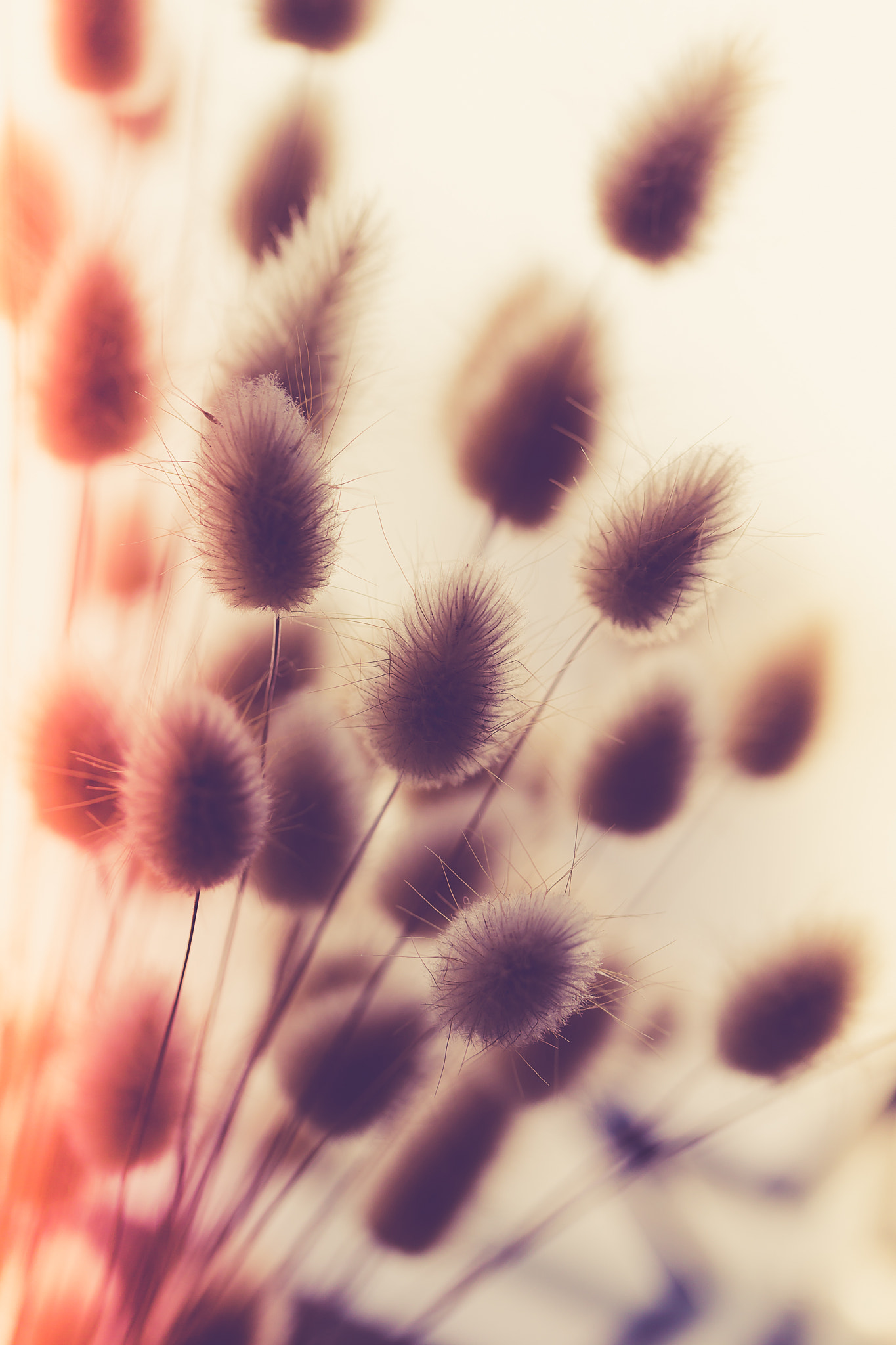 Canon EF 100mm F2.8L Macro IS USM sample photo. Img photography