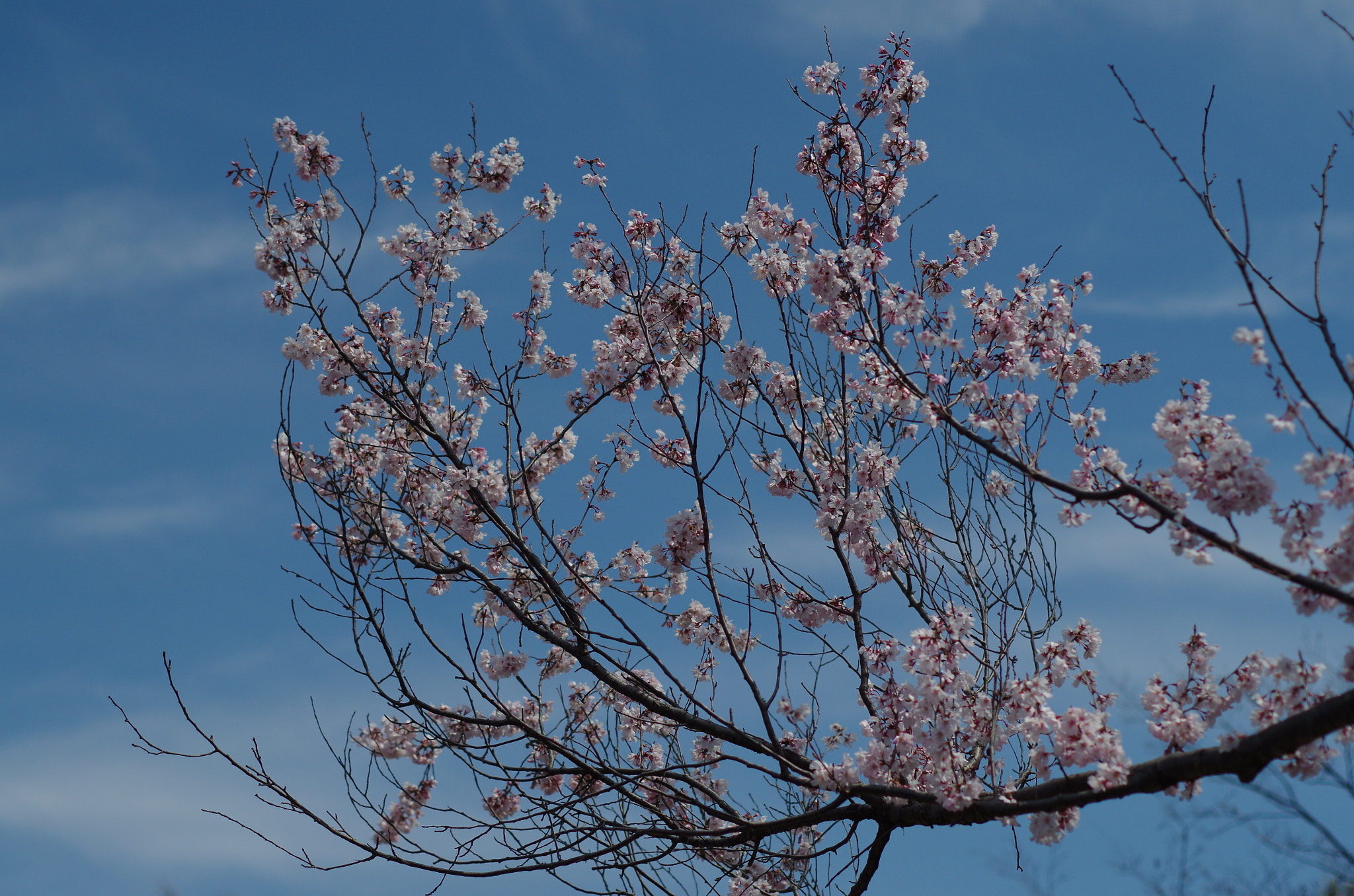 Pentax smc DA 50mm F1.8 sample photo. Rise blow photography