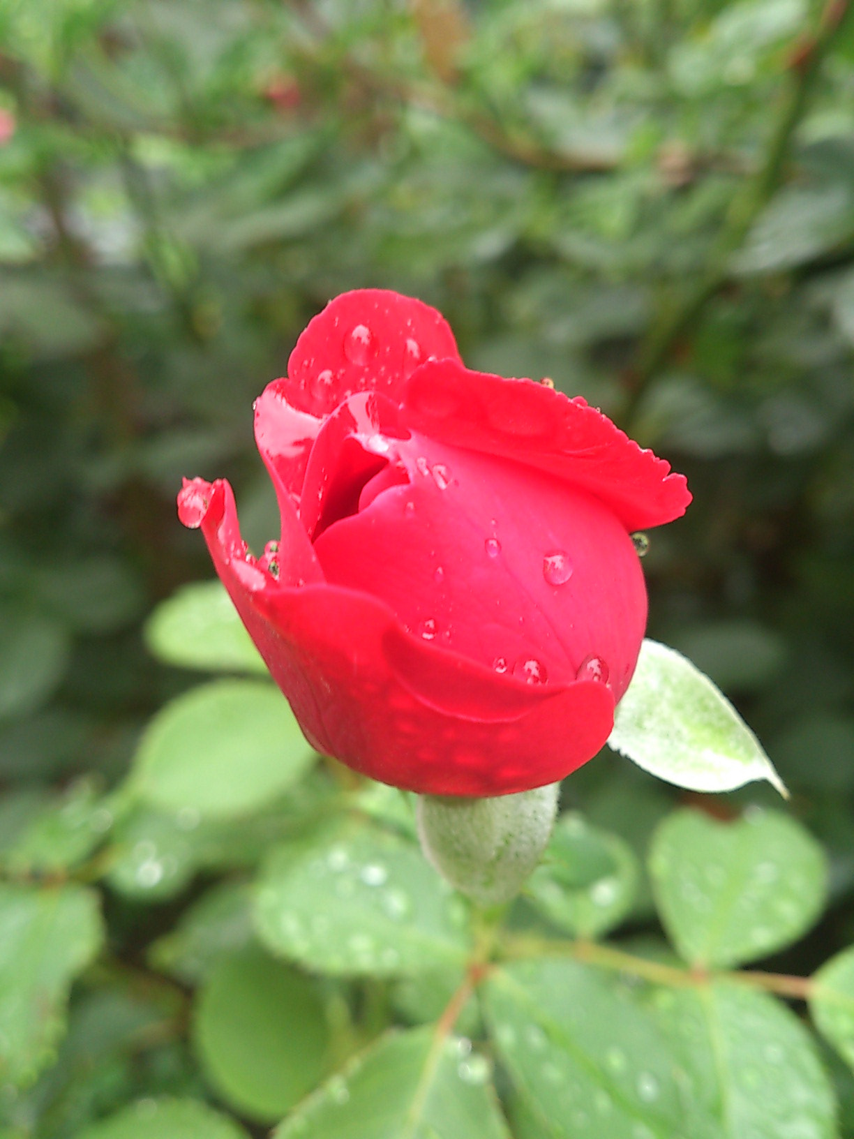 Sony Ericsson Xperia S sample photo. Dsc photography