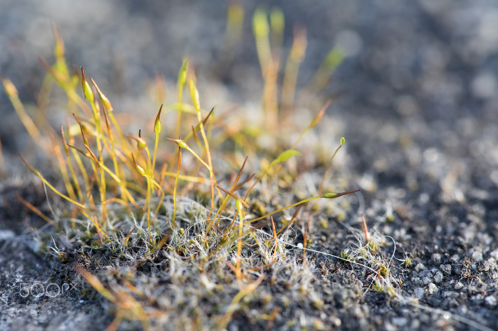 Canon EF 100mm F2.8L Macro IS USM sample photo. Moss on stone photography