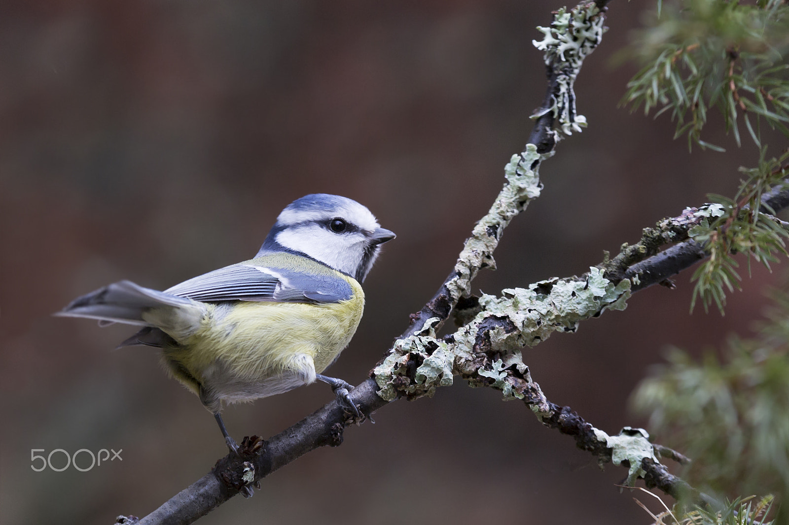 Sigma 70-200mm F2.8 EX DG OS HSM sample photo. Sinitiainen blue tit photography