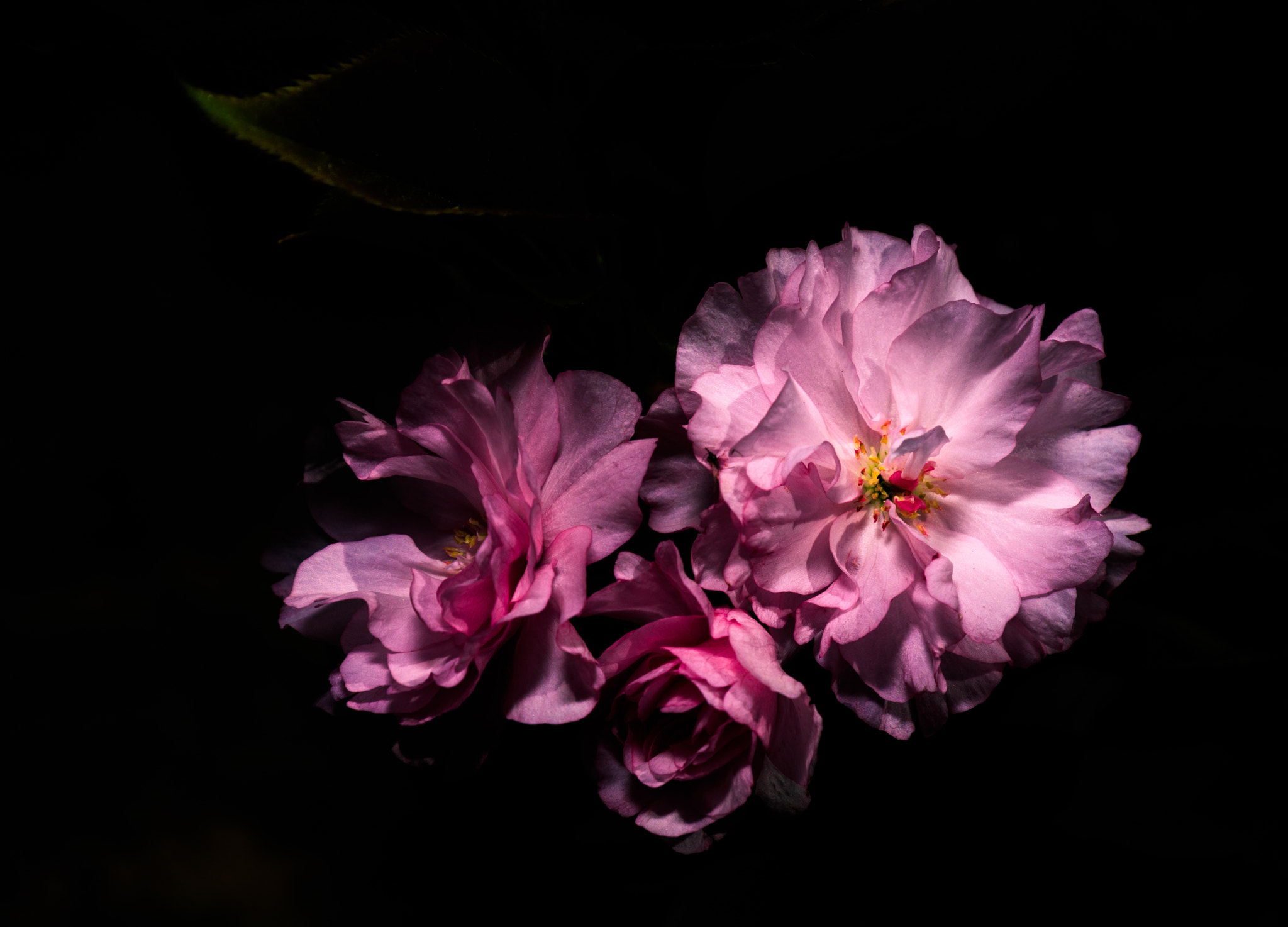 Canon EF 16-35mm F4L IS USM sample photo. Camellia photography