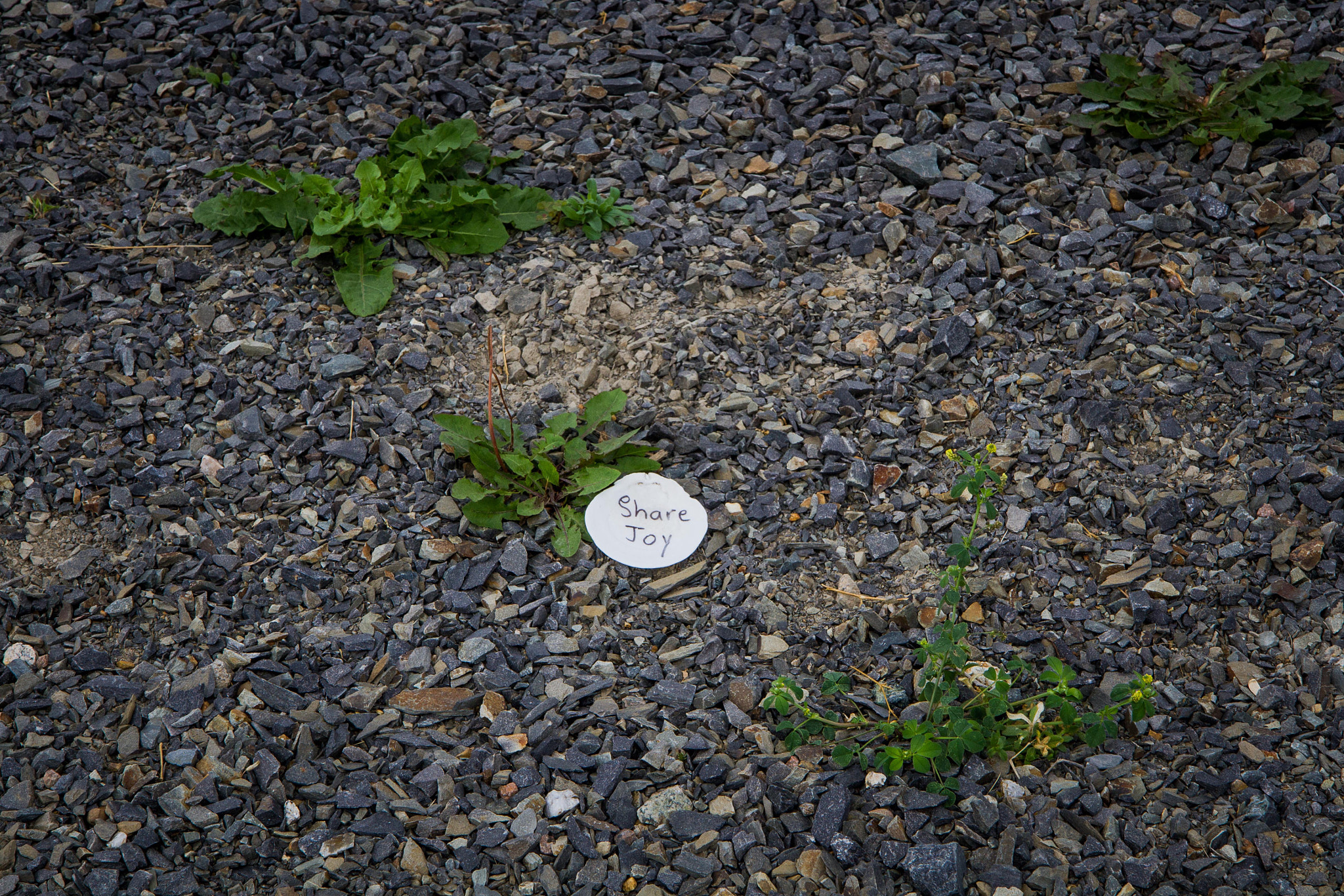 Canon EF-S 17-55mm F2.8 IS USM sample photo. Share joy photography